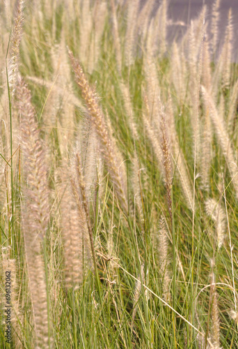 grass flower in nature garden