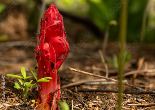 Layers of Red Snow Plant Unravel as it Blooms