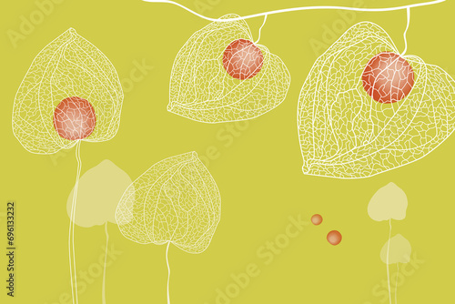 Fotografía ground cherry illustration