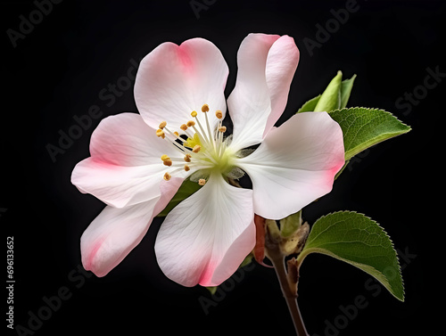 Apple flower in studio background  single apple flower  Beautiful flower  ai generated image
