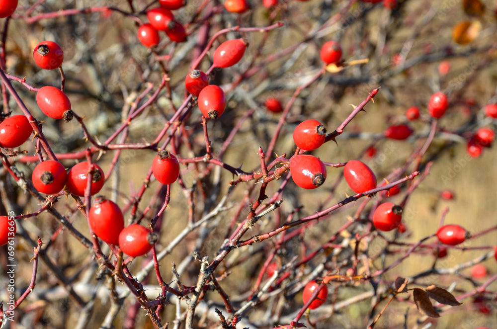 Rose Hip bush in nature. A bunch of Wild rose or dog rose berries. Briar berries growing on branches in nature.  