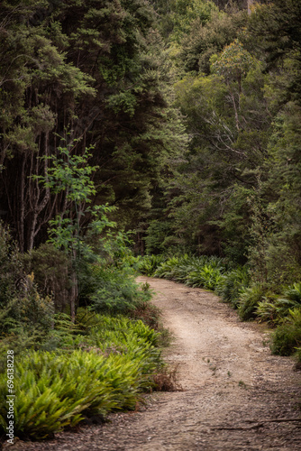 Path through the Australian bush