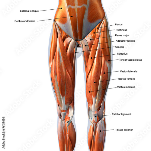 Female Front Leg Muscles on White Background with Text Labeling	
