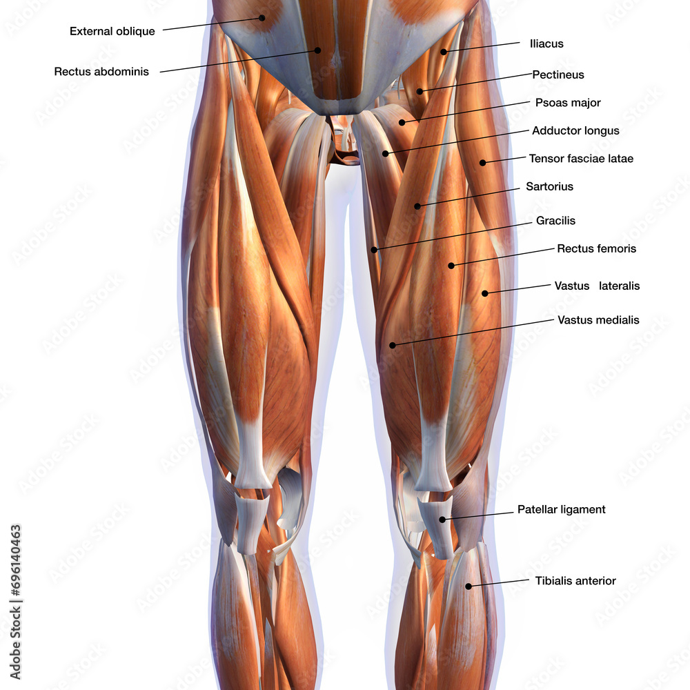 Male Front Leg Muscles on White Background with Text Labeling	 - obrazy, fototapety, plakaty 