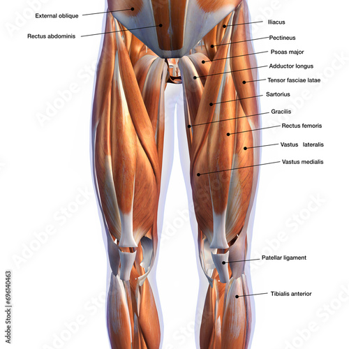 Male Front Leg Muscles on White Background with Text Labeling	 photo