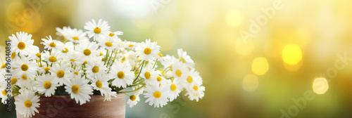 A bucket filled with Chamomile flowers on a bright sunny day