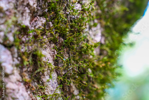 Close up detail of moss on tree bark