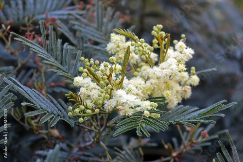 Blooming Acacia mearnsii, a spreading shrub or erect tree commonly known as black wattle or green wattle, a flowering plant in the family Fabaceae