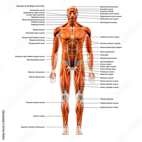 Labeled Muscles of the Human Body Chart, Front View photo