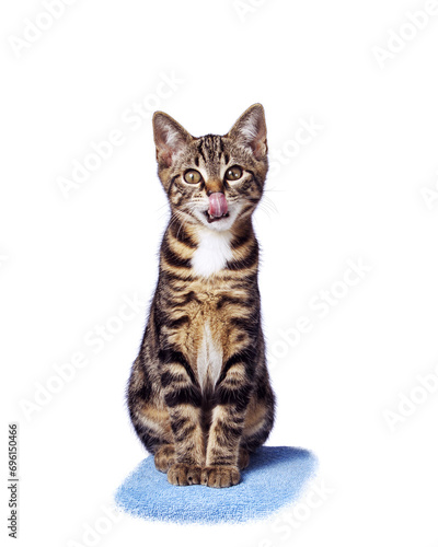 Chat tigré assis qui se lèche les lèvres et le nez après avoir mangé ou qui tire la langue en regardant l'objectif