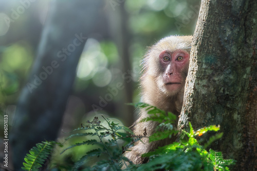 Japanese Macaque monkey Yakushima Island