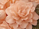 Close up de hermosa flor o rosa con grandes petalos color  melon suave. El color del año peach fuzz 2024.