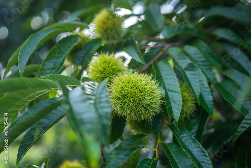 young chestnuts on a tree in hokkaido japan