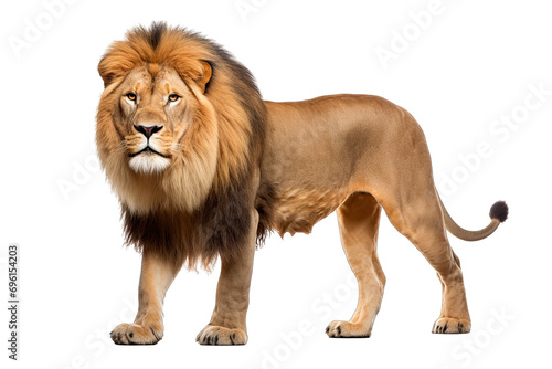 lion on isolated transparent background