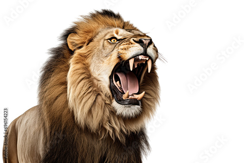 lion on isolated transparent background
