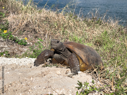 A wild land turtle on the shore of a beach canal in Florida. This reptile turtle is on a sandy mound near its nest with eggs and is showing the face and head of the turtle front view. Venice Wildlife