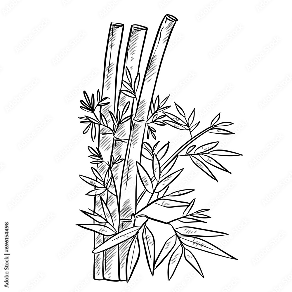 Fototapeta premium bamboo handdrawn illustration