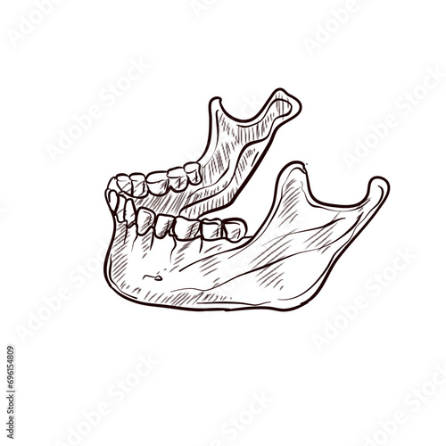 human jawbone handdrawn illustration
