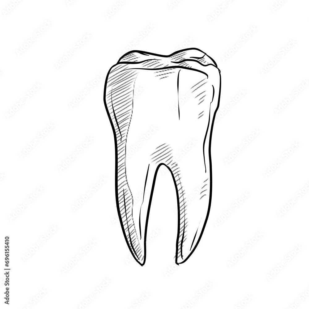human tooth handdrawn illustration human tooth handdrawn illustration