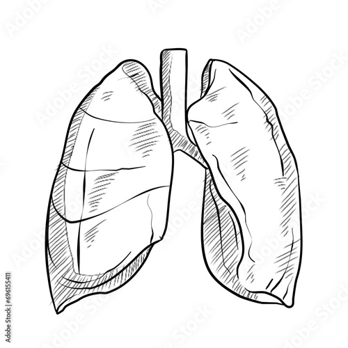 lung organs handdrawn illustration