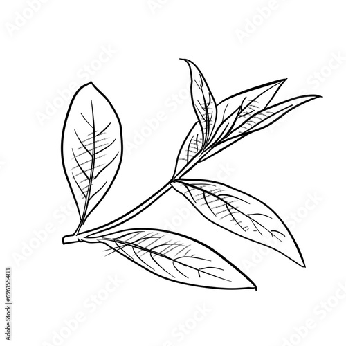 herbs and spices handdrawn illustration