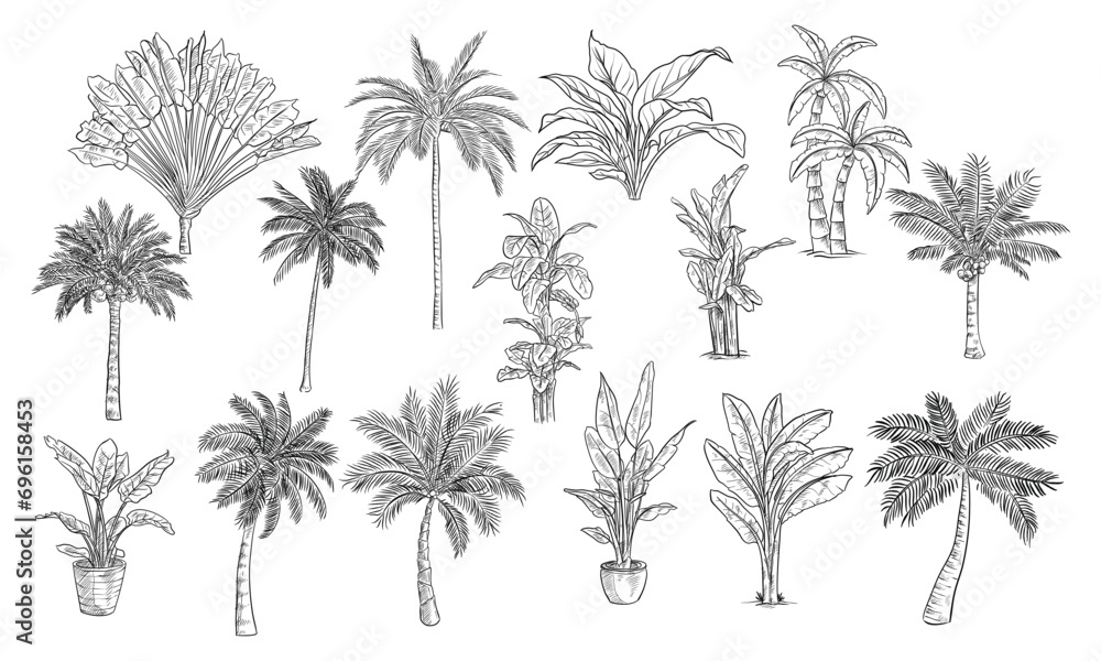 palm tree handdrawn collection