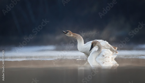 A trumpeter swan shaking on a winter lake  photo
