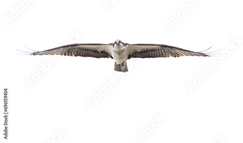 An osprey flying wings fully spread 