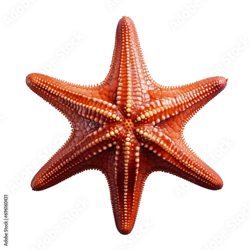 Vibrant Starfish Isolated On Transparent Background