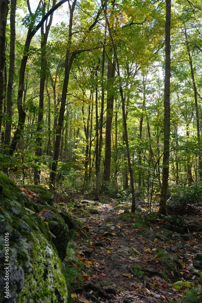 Obraz premium footpath in the woods