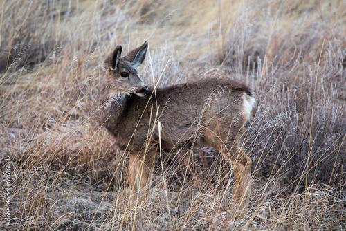 Fototapeta Naklejka Na Ścianę i Meble -  deer in the grass