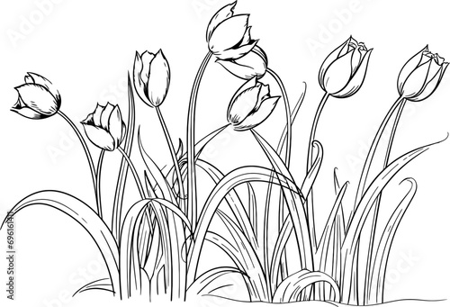 Tulip flower decoration drawing