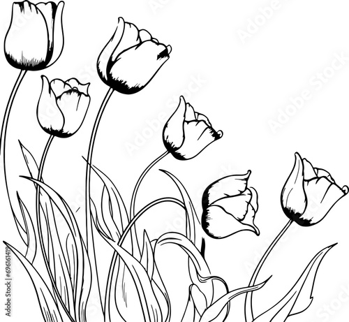 Tulip flower decoration drawing