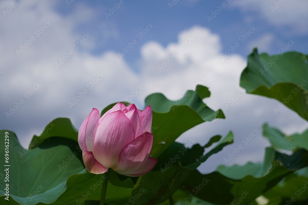 蓮の花の儚い輝き