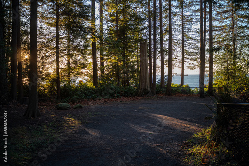 path in the forest