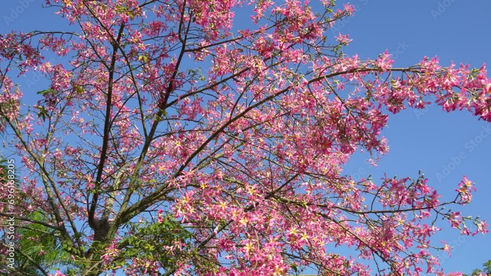 pink silk floss tree flower in garden pink silk floss tree flower in garden