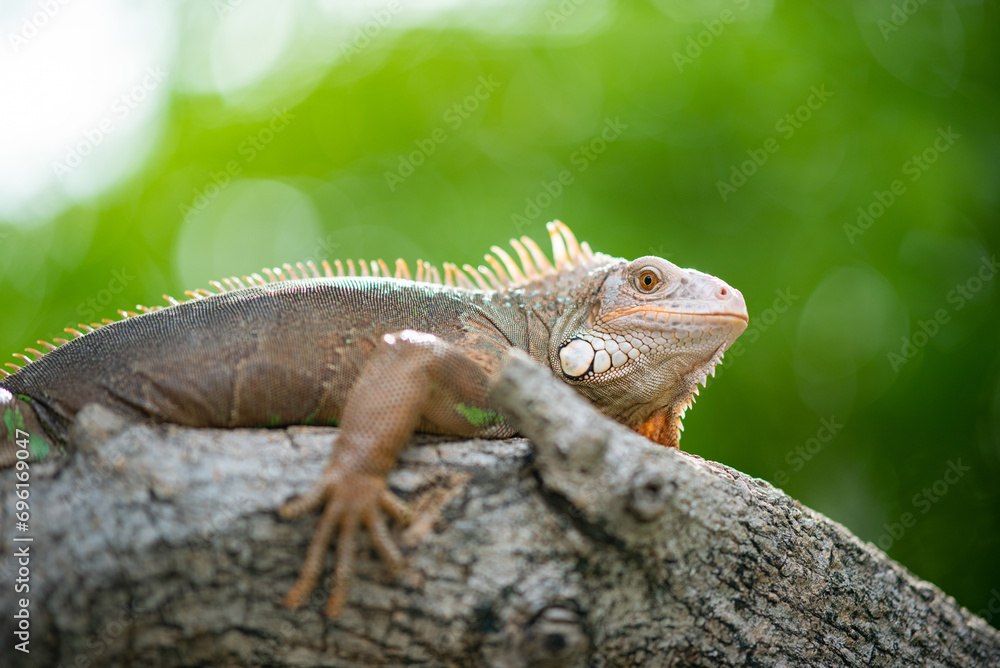 lizard, animal, green lizard with blur background lizard, animal, green lizard with blur background