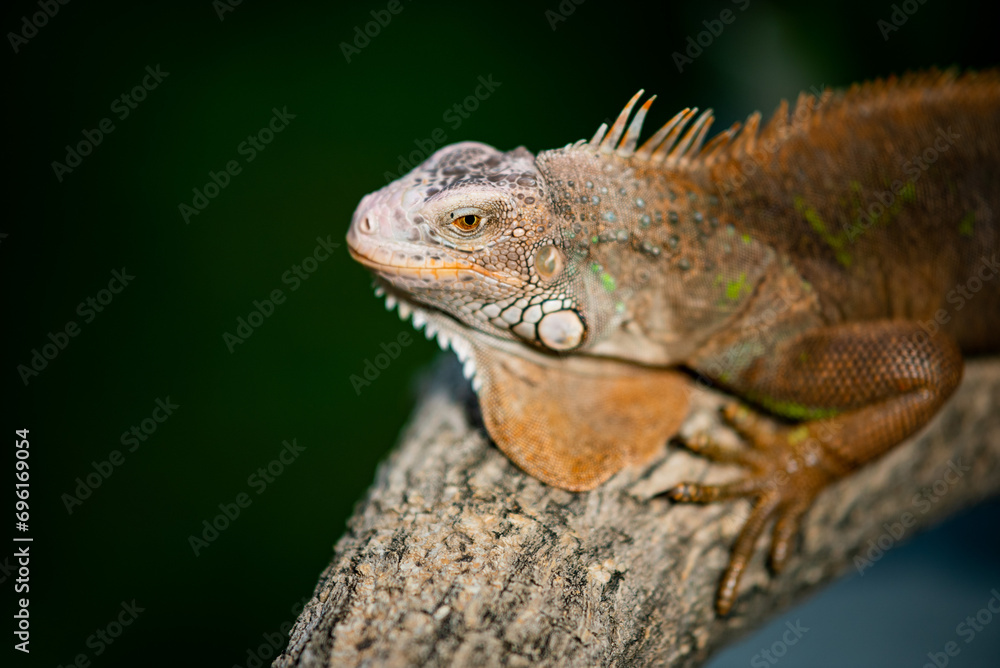 Fototapeta premium lizard, animal, green lizard with blur background