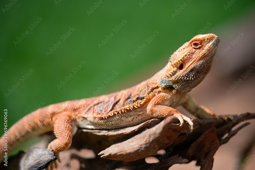Obraz premium bearded dragon on ground with blur background