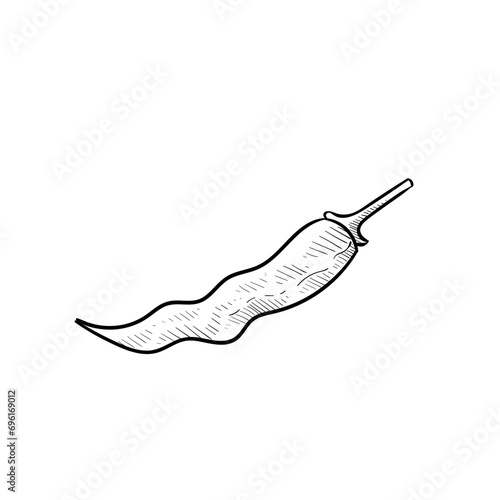 chilli handdrawn illustration