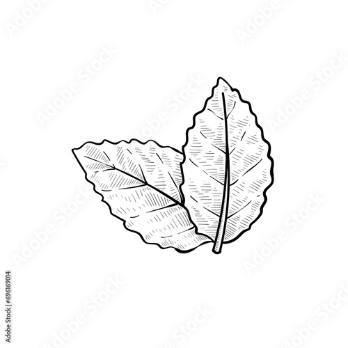 mint leaves handdrawn illustration