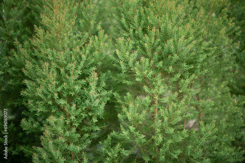 Foto green leaves wall background, leaf wall nature background