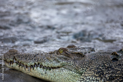 Saltwater crocodile (crocodylus porosus) on the bank of the Sampan River, Kakadu National Park, Australia.	