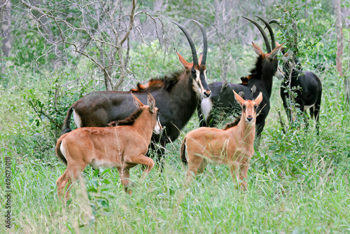 A family group of sable antelopes (Hippotragus niger), Hwange National Park, Zimbabwe photo