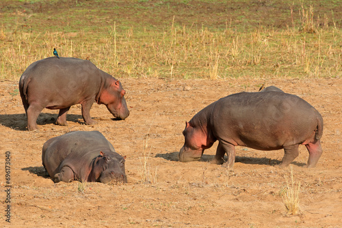 Three hippos (Hippopotamus amphibius) on land, Kruger National Park, South Africa