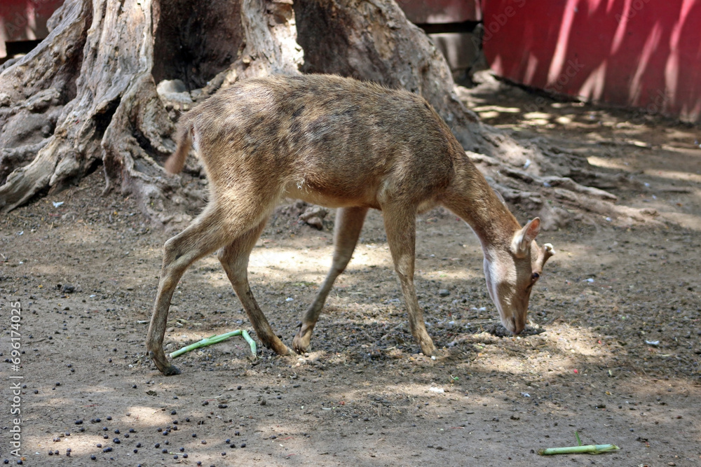 Rusa timorensis in the sanctuary, also known as Javan rusa or Sunda sambar, a large deer species native to Indonesia and East Timor Rusa timorensis in the sanctuary, also known as Javan rusa or Sunda sambar, a large deer species native to Indonesia and East Timor