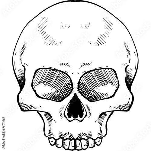 skull handdrawn illustration