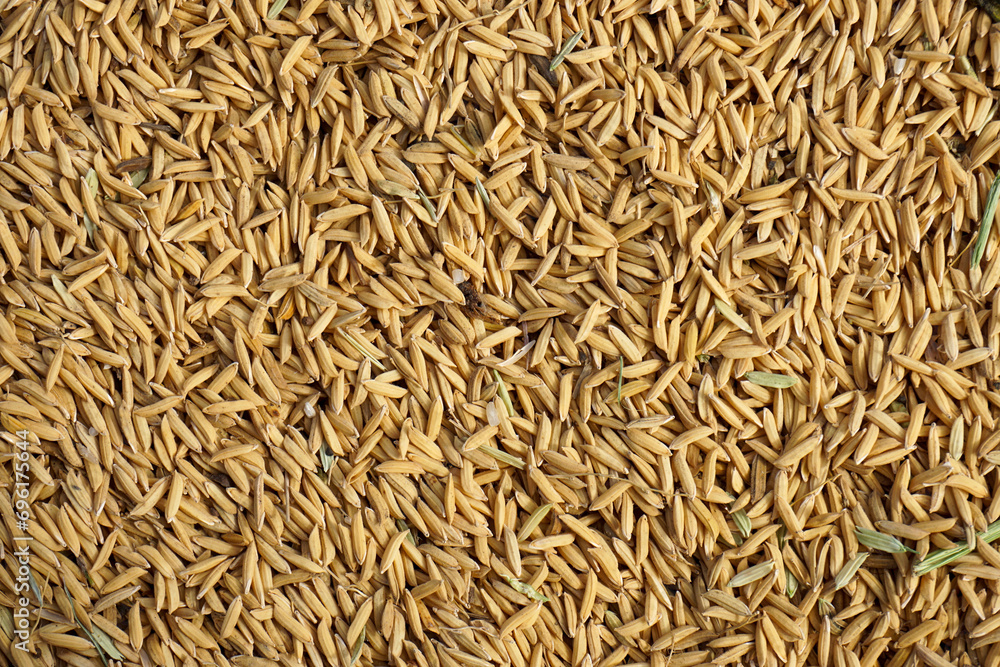 Close up paddy rice for background