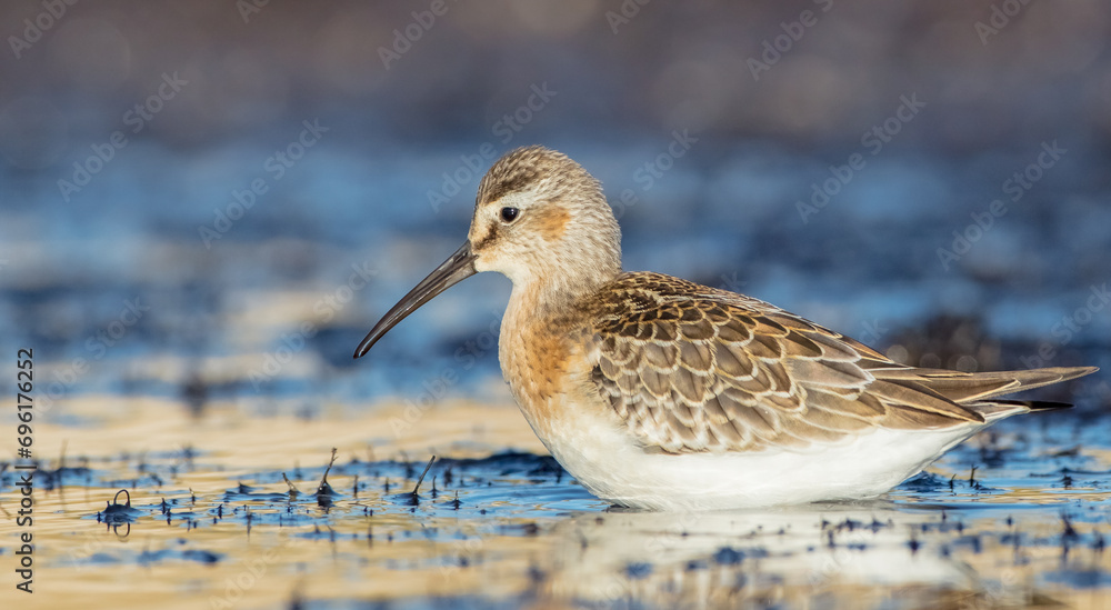 The curlew sandpiper - young bird at a seashore on the autumn migration way The curlew sandpiper - young bird at a seashore on the autumn migration way