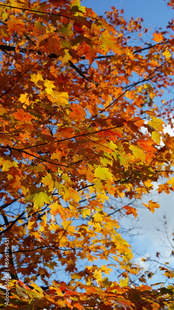 The colorful and beautiful leaves on the trees in autumn The colorful and beautiful leaves on the trees in autumn